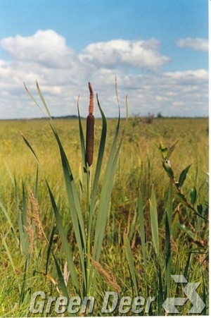 Рогоз широколистный. - Typha latifolia L.